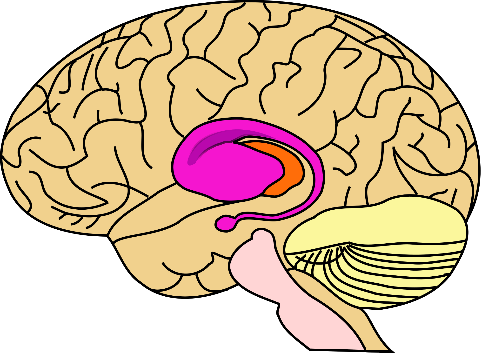 Executive Functioning